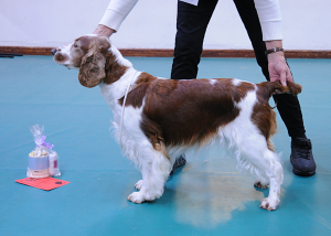 Special Working Bitch